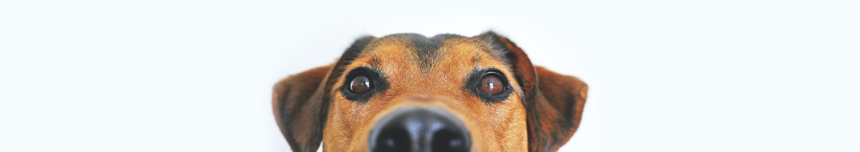 Dog looking at you through screen